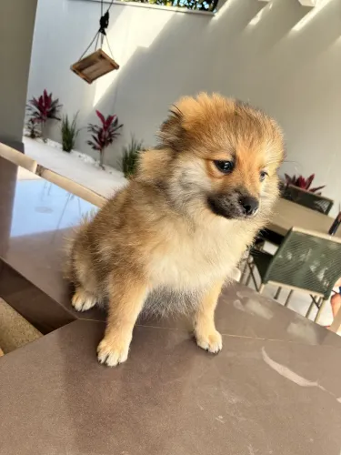Lulu da pomerânia FÊMEA