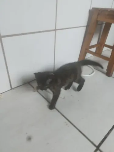 Doação de filhote de gato