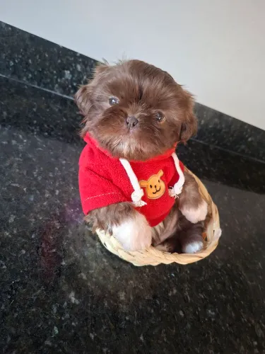 Shihtzu macho chocolate Mini raça pura com garantia 