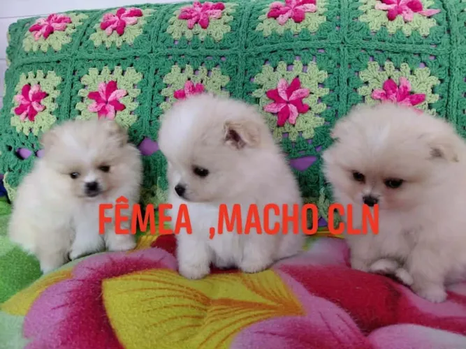 Lulu da pomerania - Spitz alemão anão filhotes