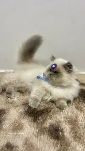 Gato Persa com Pedigree