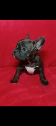 Vende-se filhotes de Buldogue Françes puro.