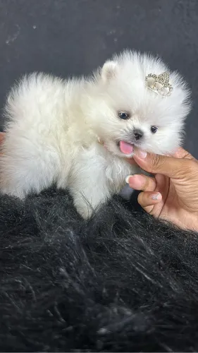 Lulu da pomerania ursinho maravilhoso