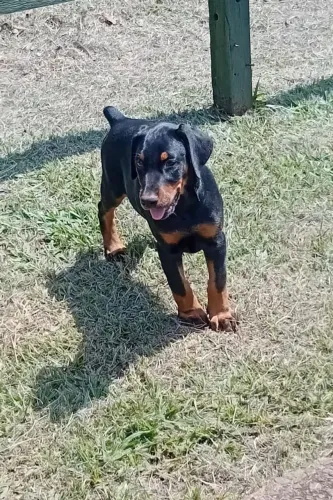 Lindos filhotes Dobermann top últimas fêmeas