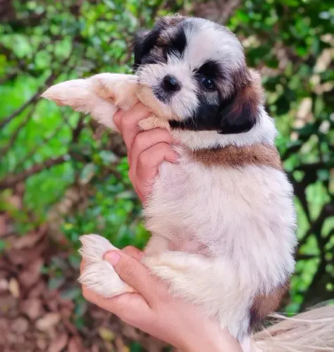 Lhasa Apso,Lhasa Apso Filhote Estrutura Perfeita Disponível