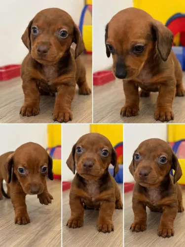 Filhotes de Dachshund 