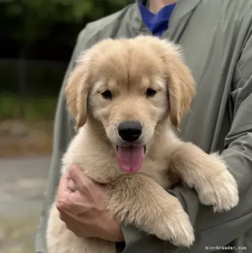 Neném bem cuidado Golden Retriever