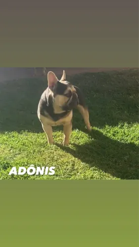 Bulldog francês disponível para cobertura 