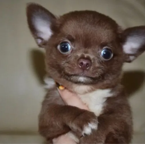 Chihuahua fofo