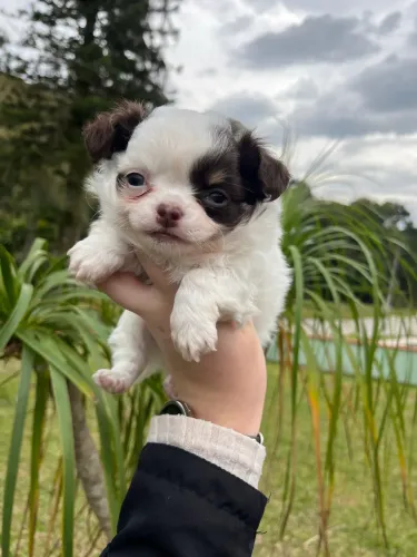Vendo chihuahua macho pelo longo