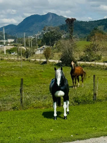 Cavalo de fibra 