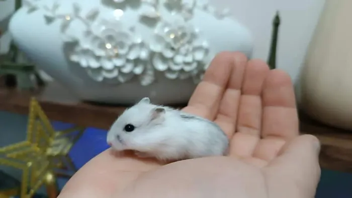 Hamster Anão Russo 