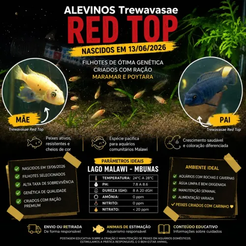 Trewavasae para Aquários Mbunas