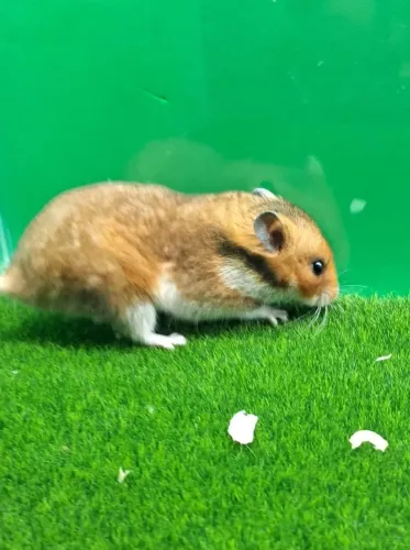 Hamster Sírios Pêlo curto