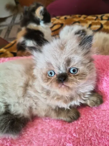 Gato persa