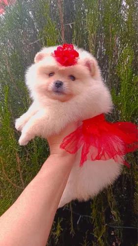 Lulu da pomerania