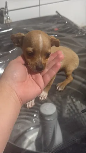 Filhote Pinscher Macho à Venda