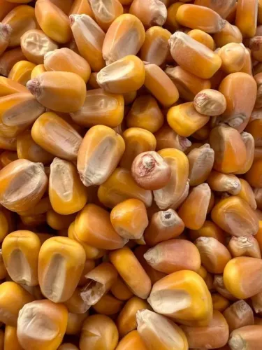 Milho em Grãos ensacado,Farelo de Soja e demais produtos Agricolas Produção Propria