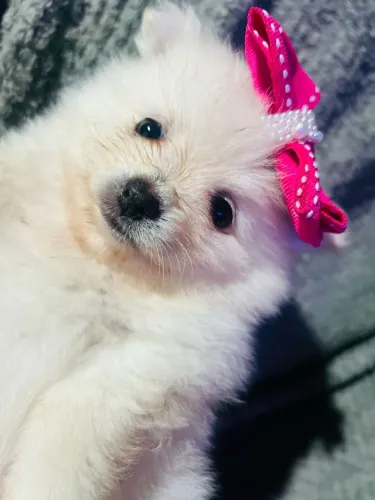 Filhote de spitz alemão peludinho pequeno