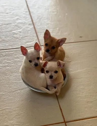 Pinscher