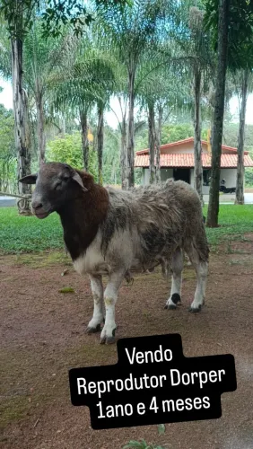 Carneiro Dorper reprodutor!