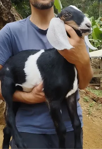 Cabrito da raça anglonubiana - cabra de leite