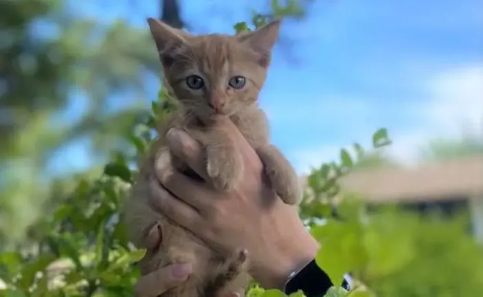 Filhote de gato para doação