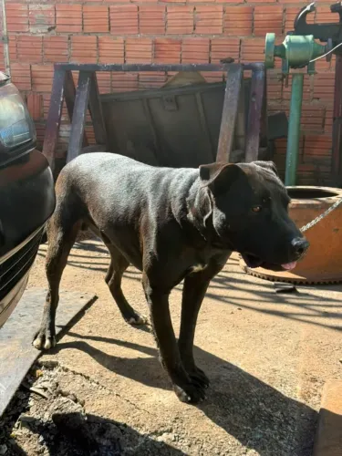 Doa- se lindo cão porte grande 40 kg