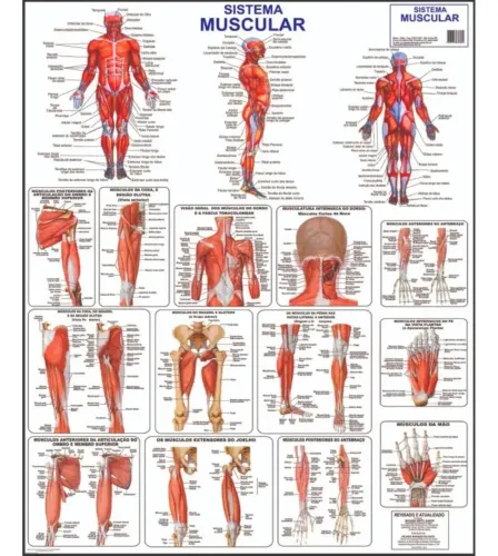 3 Banners: Sistema esquelético, muscular e digestório +