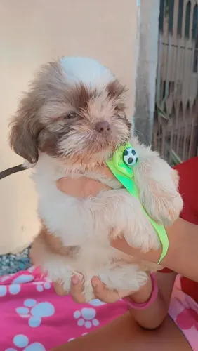 Venda de Filhote de ShihTzu