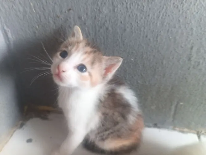 Doação de gatos
