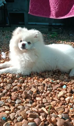 Lulu da Pomerânia Macho | 4 meses | 3 vacinas | Porte pequeno