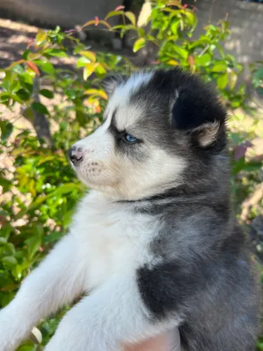Husky siberiano