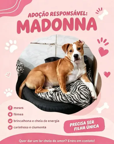 Doação de Pitt Bull com Akita.7 meses . Dócil com humanos mas ciumenta com outros cães.