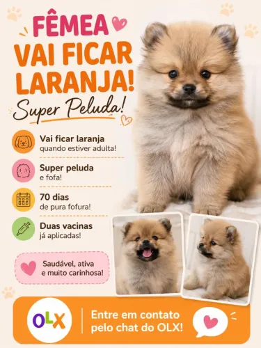 Fêmea spits alemão ( Lulu da palmerania)