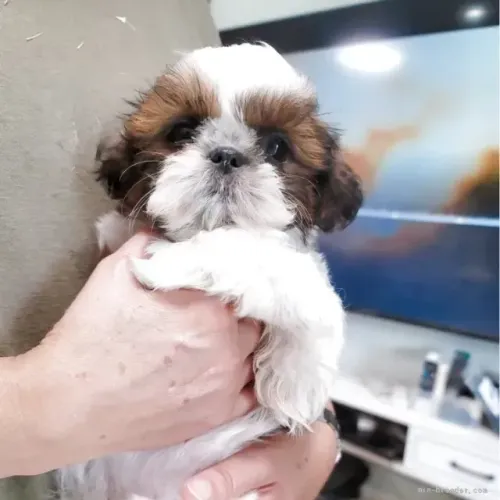 Filhotes lindo e saudável Shih tzu/Shitzu