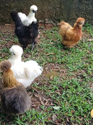 Vendo Sedosa do Japão, Galinhas de angola, ovos galados de Sedosa e de angolas.