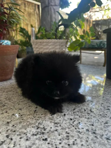 Filhotes de Lulu da pomerânia com linhagem de alto padrão e pedigree