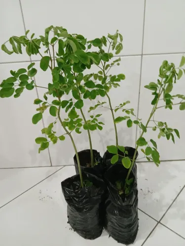 Moringa mudas aleífera kit 2 mudas +de 1 metro
