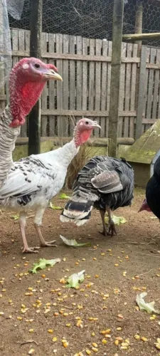 Lindos ternos de Perus. Duas fêmeas e um macho disponíveis