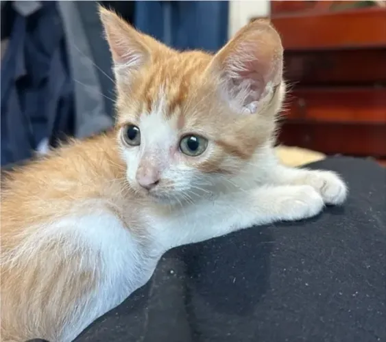 filhote gata femea(2 meses) para adoção responsável