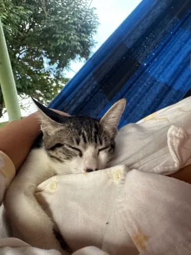 Gata filhote para adoção 