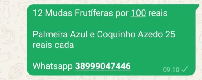 Mudas frutíferas 12 mudas por 100 reais