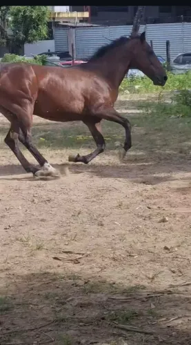 Cavalo de passeio