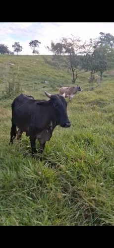 Vaca 