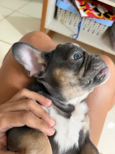 Bulldog Francês macho