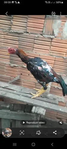 Frango índio 