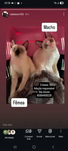 Filhotes 3 meses