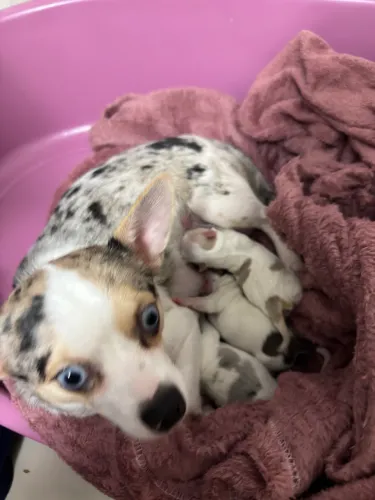 Chihuahua