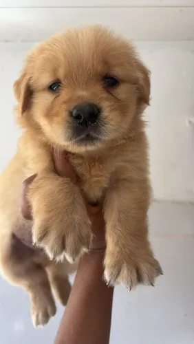  Filhote da raça do Golden Retriever Macho lindo com pedigree